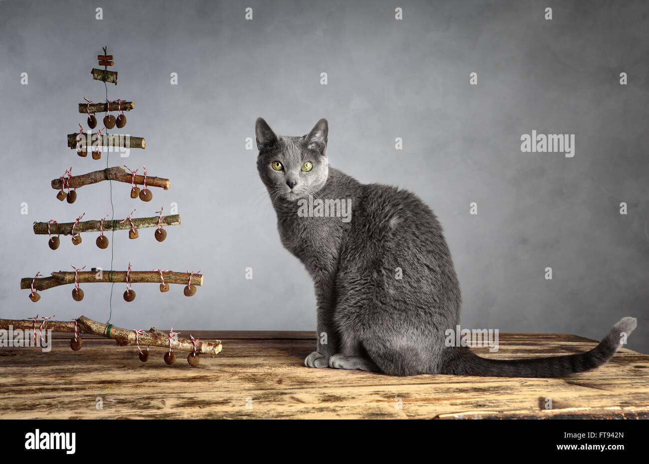 Chat avec l'arbre de Noël symbolique décoré de boulettes de nourriture chat Banque D'Images