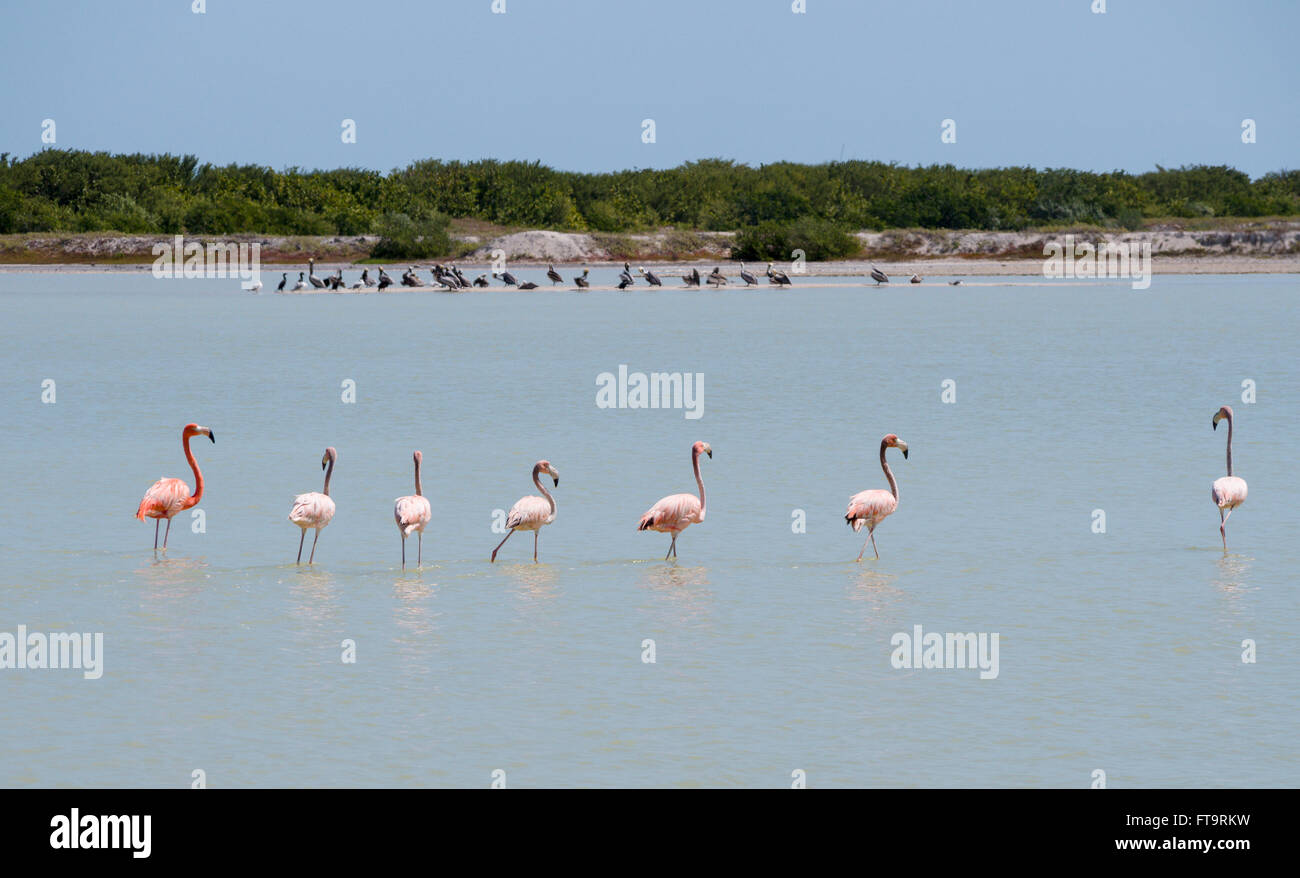 Flamants Roses juvéniles chaperonnées. Une petite ligne de six flamants immatures semble être chaperonnée par un plus grand des profils plus lumineux. Banque D'Images