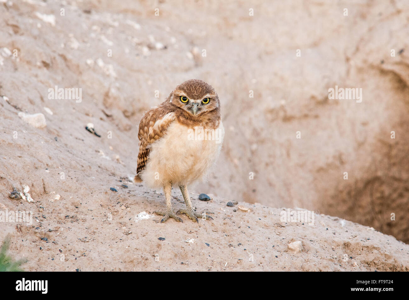Un jeune Chevêche des terriers (Athene cunicularia) se tient en dehors de son terrier. Washington, United States. Banque D'Images