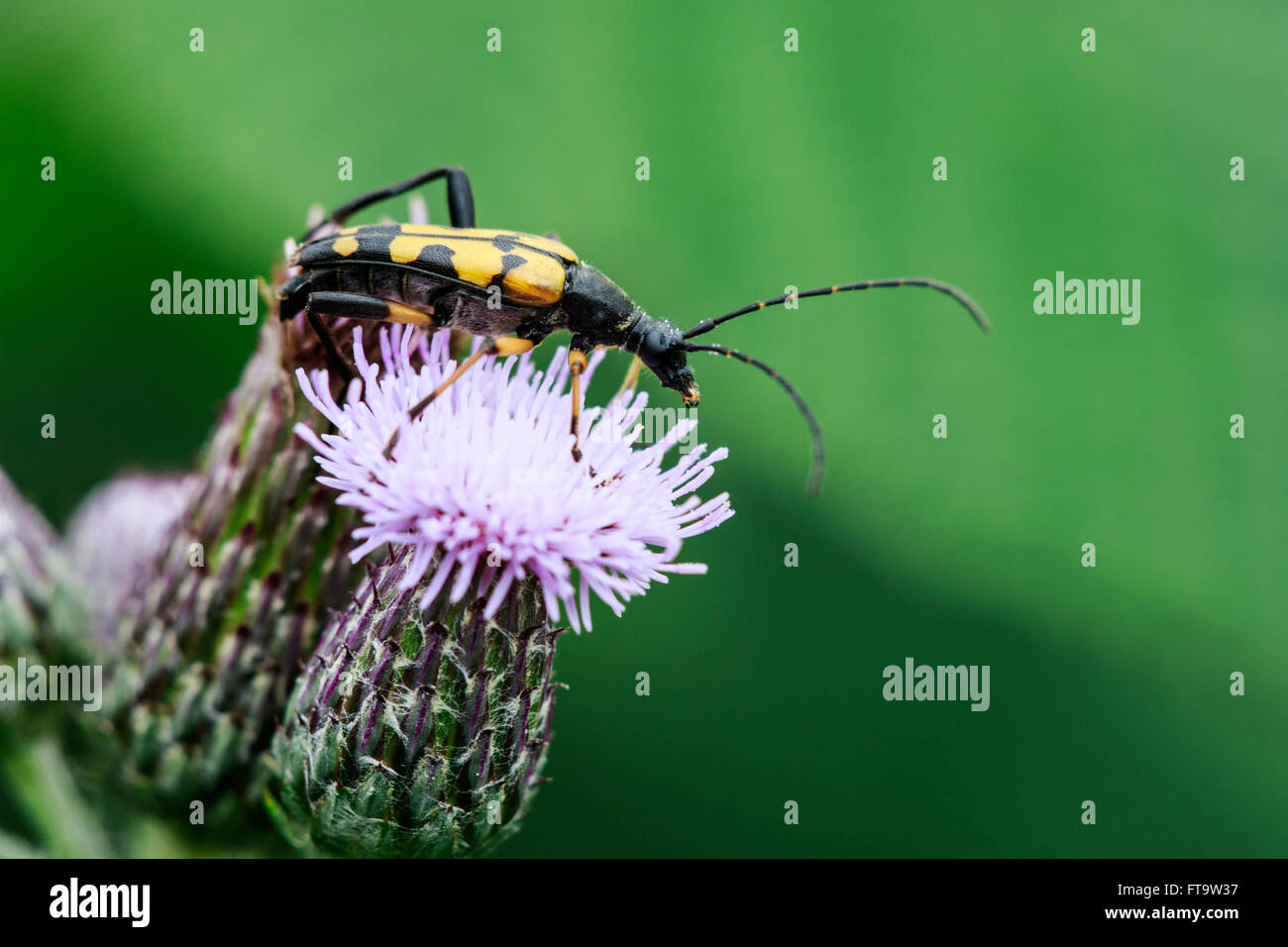 Le longicorne noir et jaune (Rutpelia Strangalia maculata) alimentation adultes thistle flower Banque D'Images