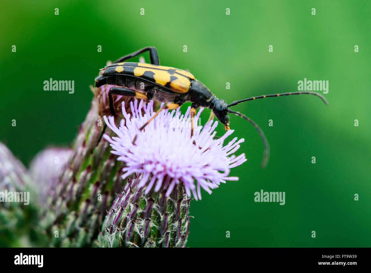 Le longicorne noir et jaune (Rutpelia Strangalia maculata) adulte sur une fleur de chardon Banque D'Images