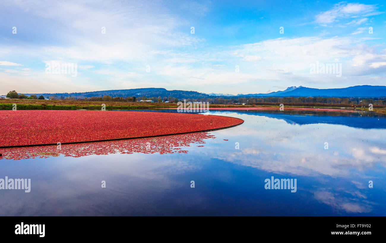 Canneberges mûres récoltées dans la région de Glen Valley dans la vallée du Fraser en Colombie-Britannique Canada Banque D'Images
