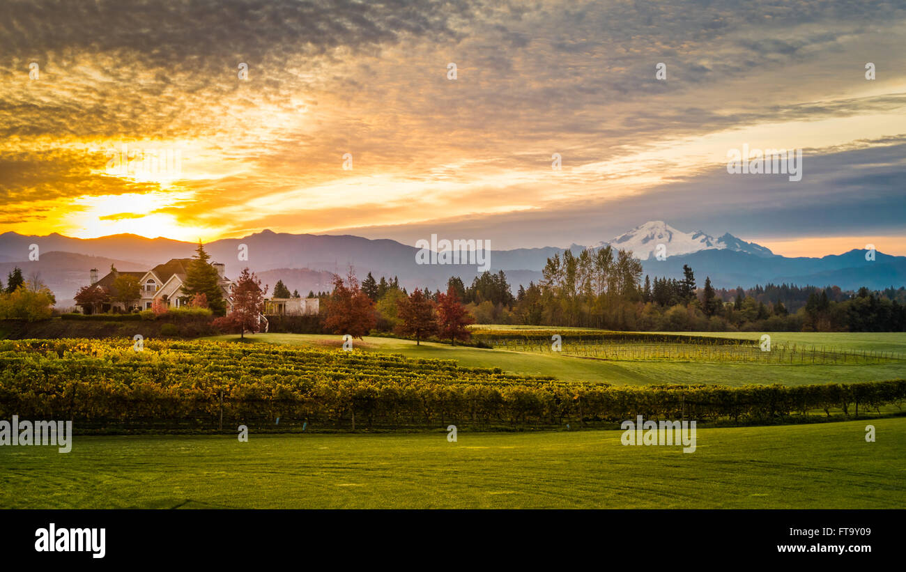 Lever de soleil au-dessus d'un vignoble dans la vallée du Fraser en Colombie-Britannique avec le mont Baker dans l'état de Washington dans l'arrière-plan Banque D'Images