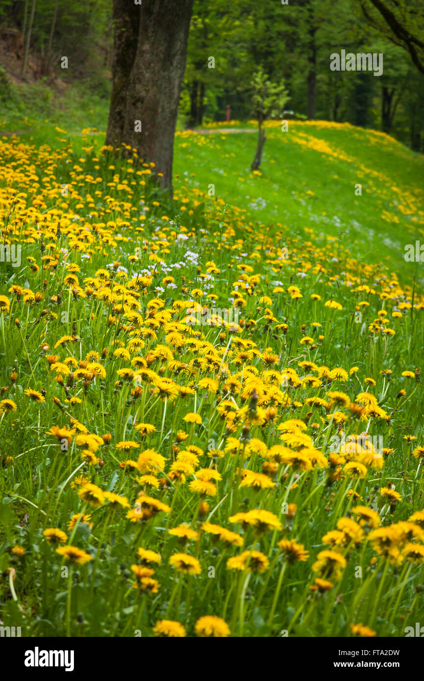 Paysage avec pré vert et beaucoup de pissenlits jaunes dans le parc Banque D'Images