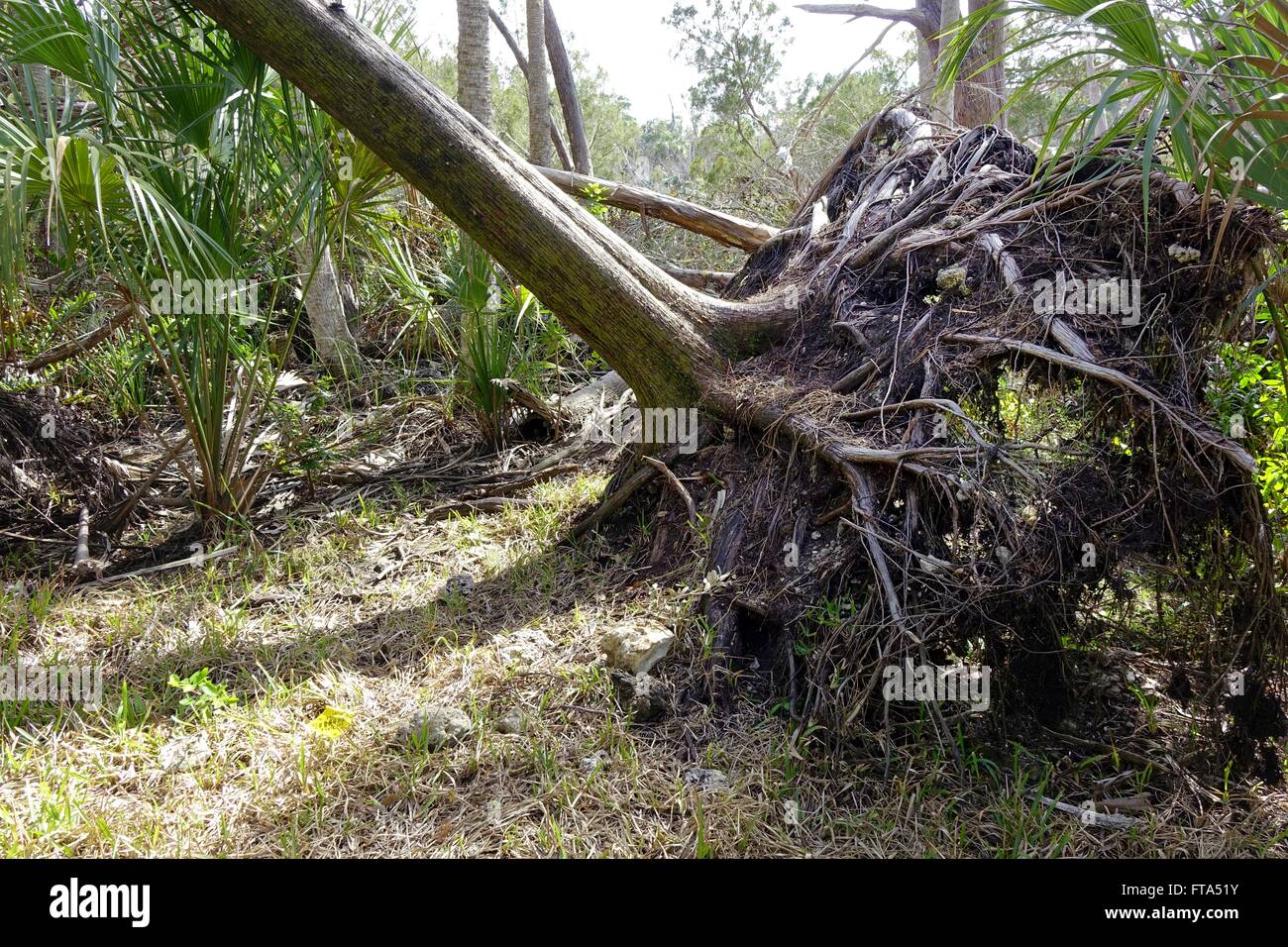 Arbre tombé montrant les racines élevé Banque D'Images