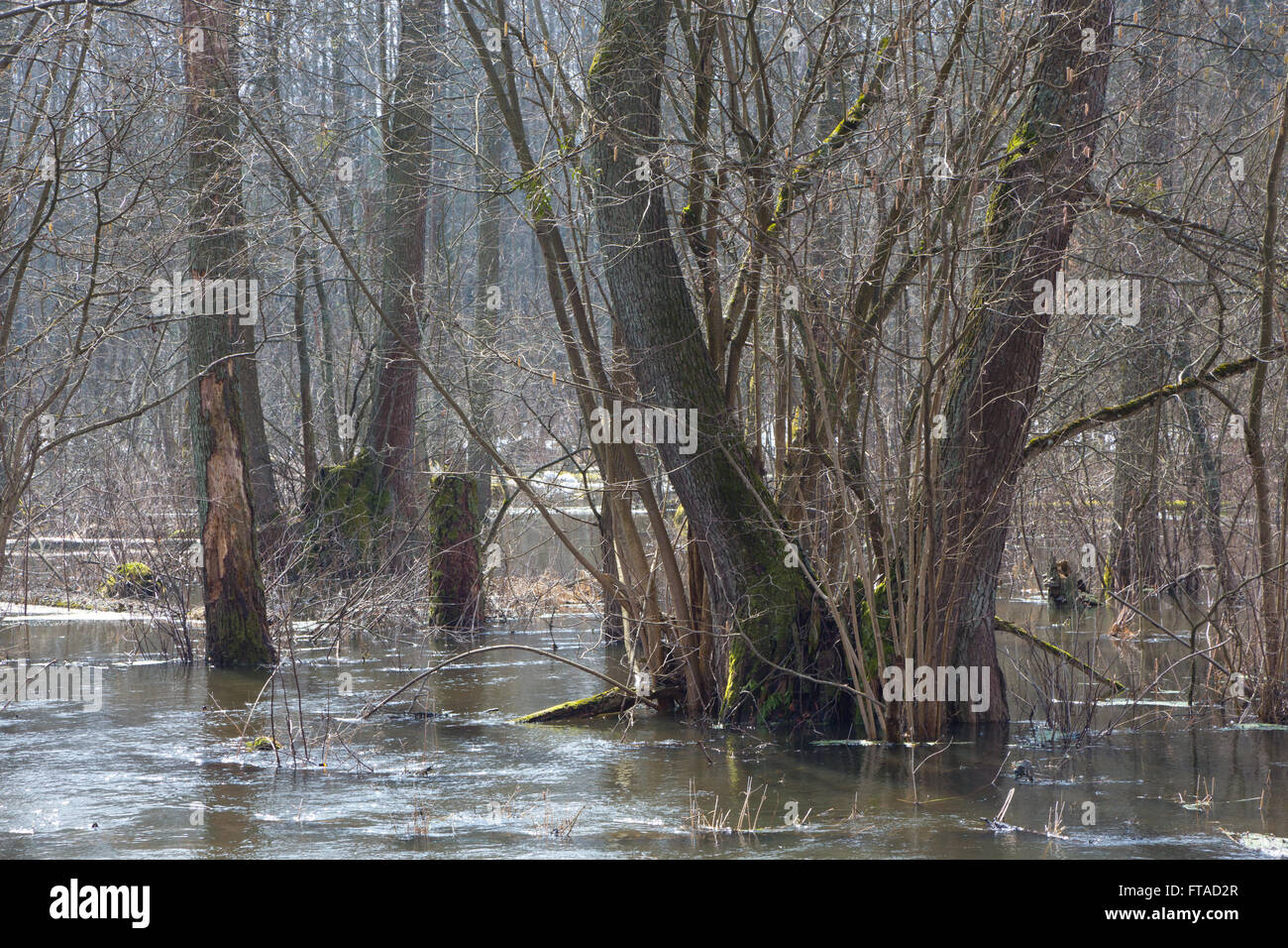 La Forêt de Bialowieza stand riverain inondé au printemps matin,la forêt de Bialowieza, Pologne,Europe Banque D'Images