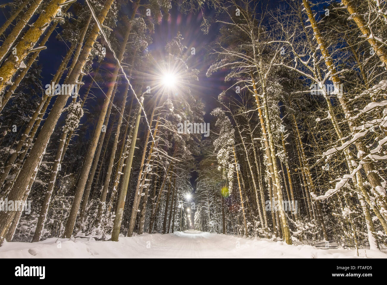 Forêt d'hiver, route et arbres couverts de neige. Scène de nuit, l'éclairage de rue le long de la route. Banque D'Images