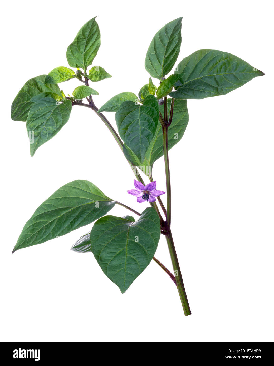 La floraison poivron (Capsicum annuum), arc-en-ciel bolivien variété. Clipping path Banque D'Images