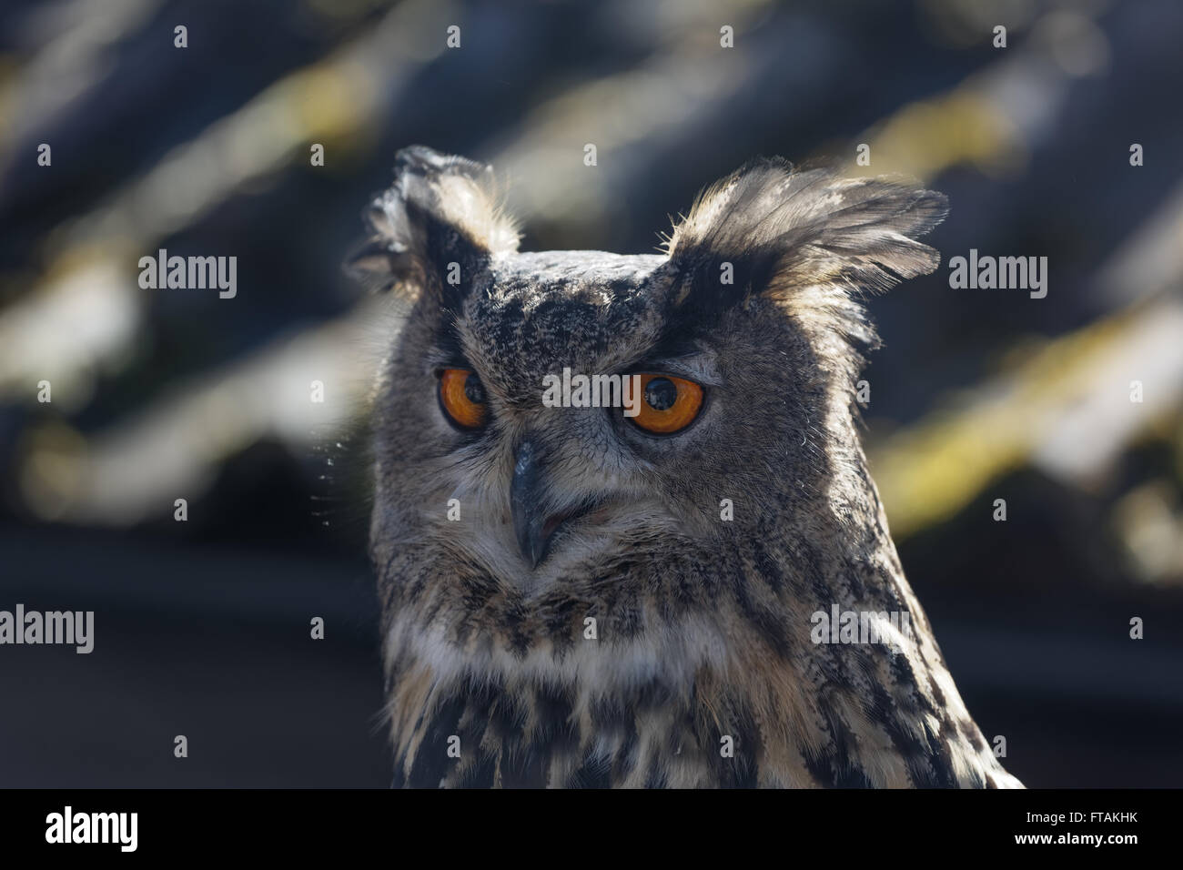 Eagle owl head de près. Banque D'Images