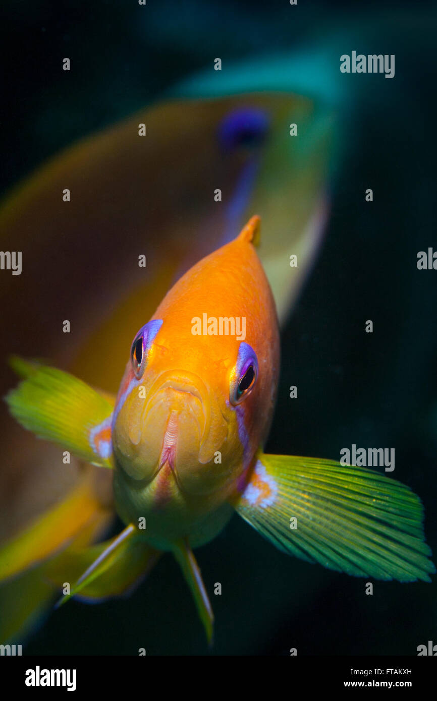 Scalefin anthias Banque de photographies et d’images à haute résolution ...