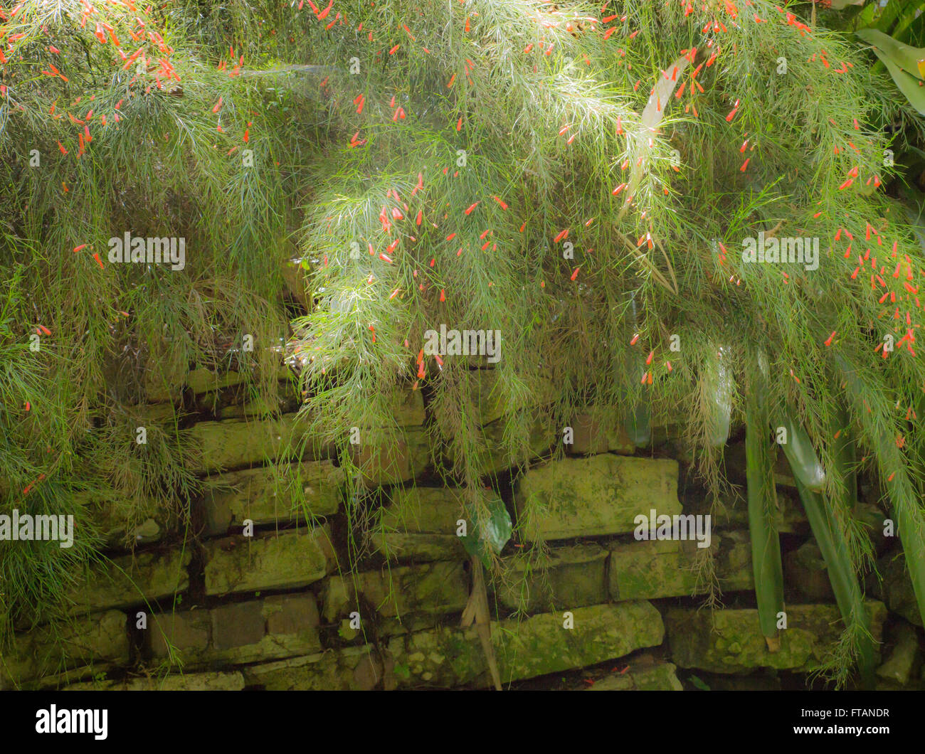 Mur de jardin avec verdure délicate plus en cascade Banque D'Images