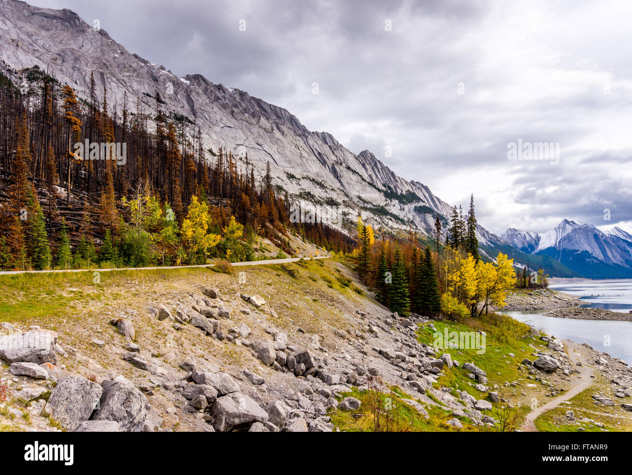 Résultats d'un incendie de forêt le long de la route du lac Maligne en 2015 dans le parc national Jasper dans le célèbre Rocheuses en Alberta, Canada Banque D'Images