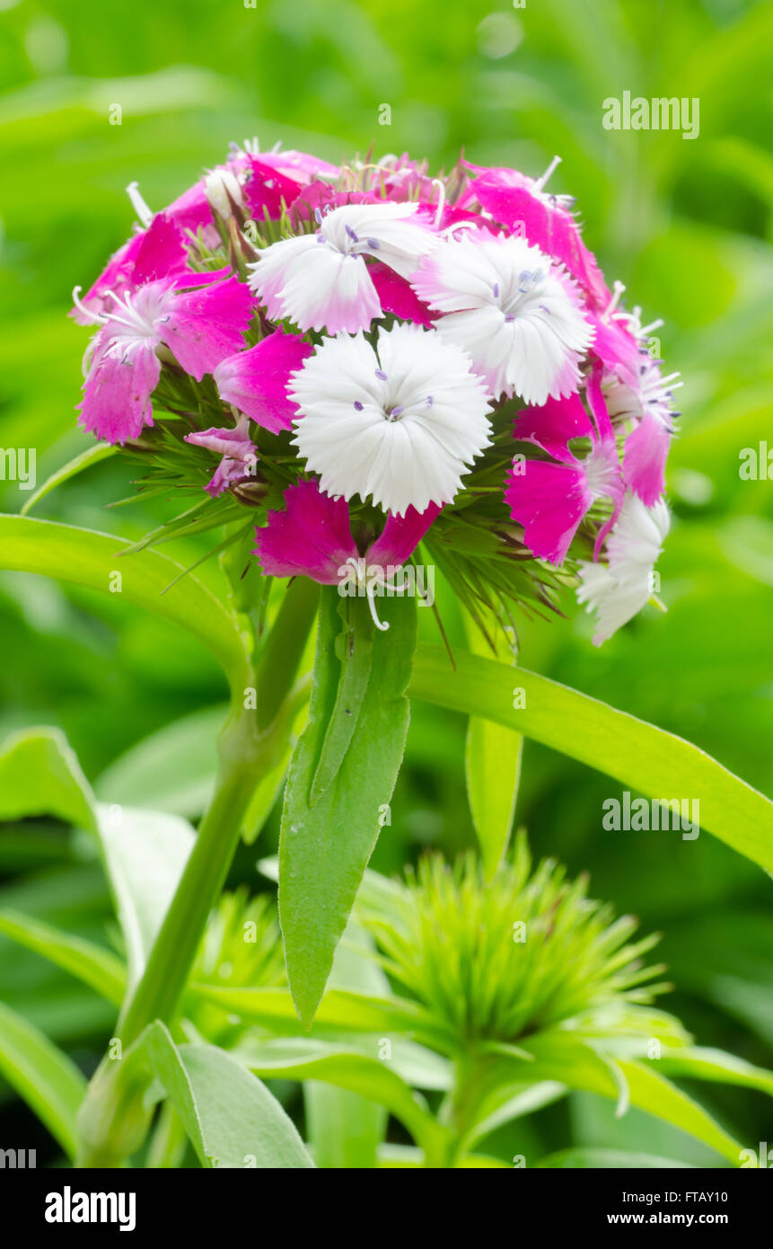 Dianthus chinensis (Chine Rose) Banque D'Images