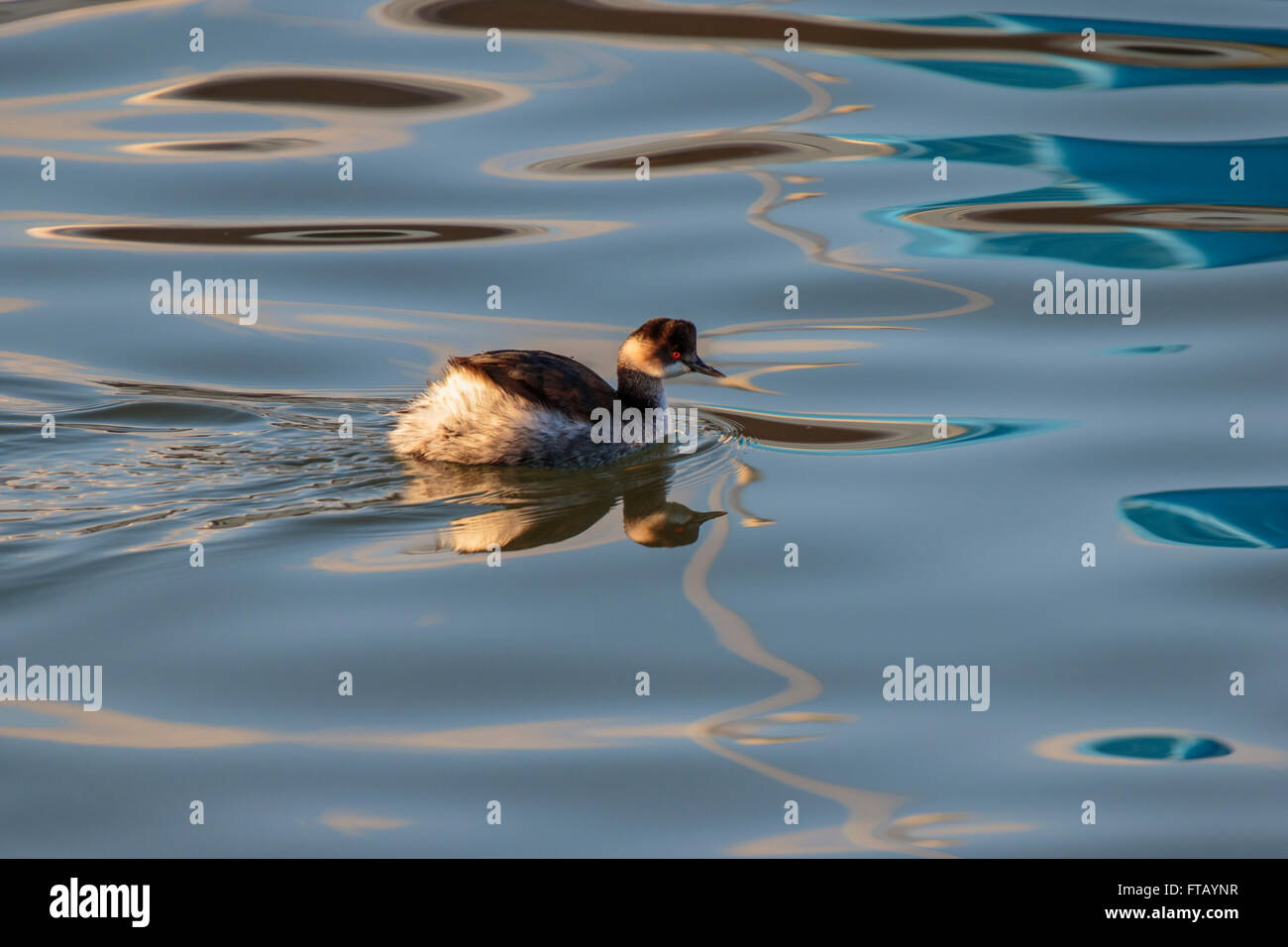 Grèbe à cou noir Podiceps nigricollis natation adultes Banque D'Images