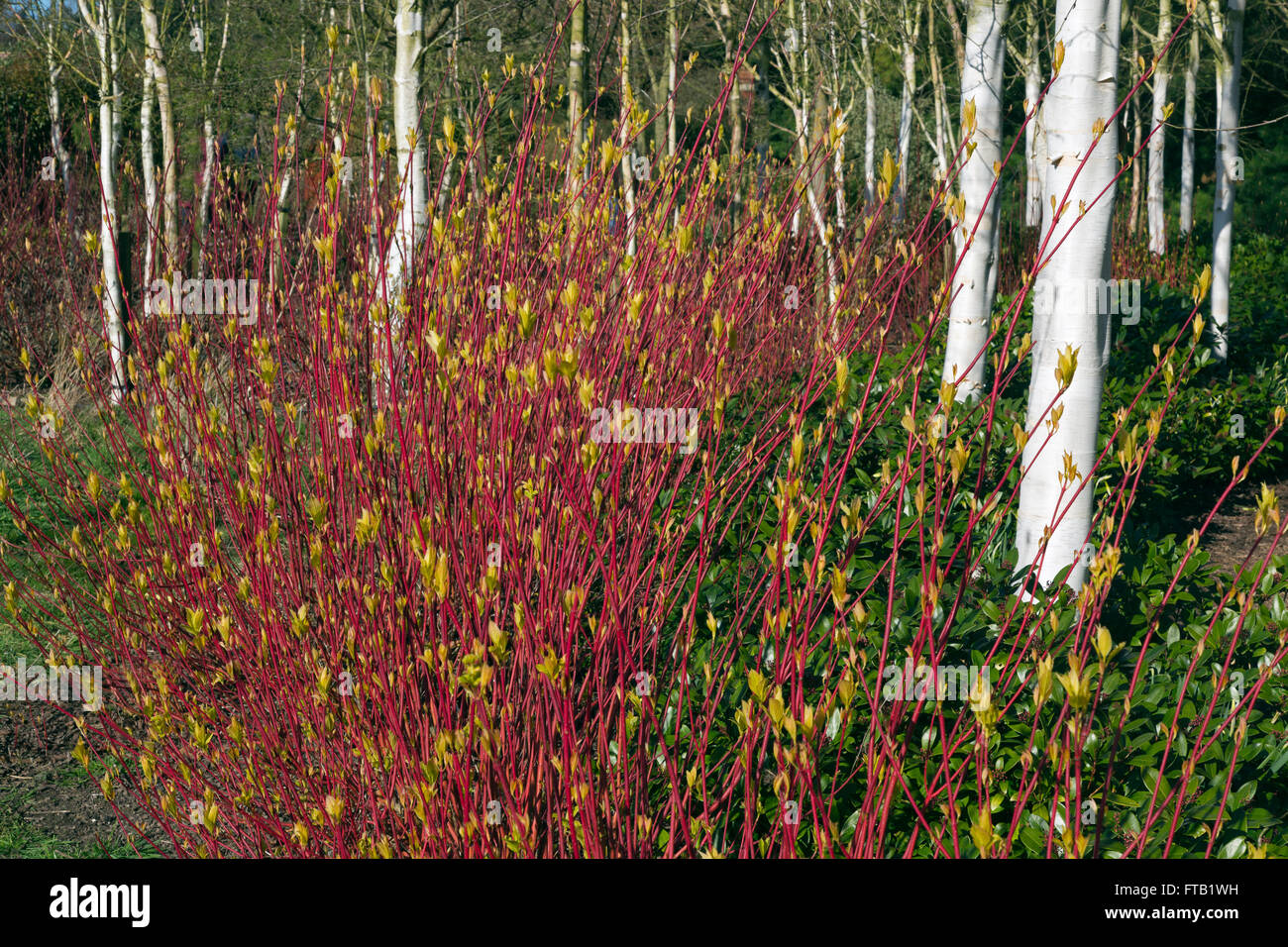 Biches himalayenne Betula utilis var jacquemontii et Red tig Dogwood Cardinal Cornus sericea au printemps Banque D'Images