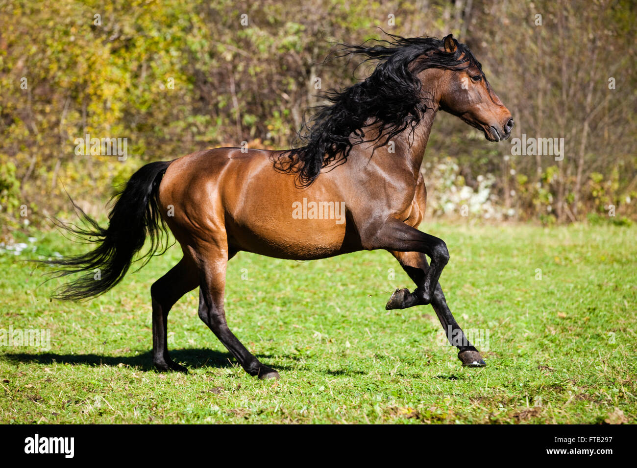 Pré brun a cheval, Autriche Banque D'Images