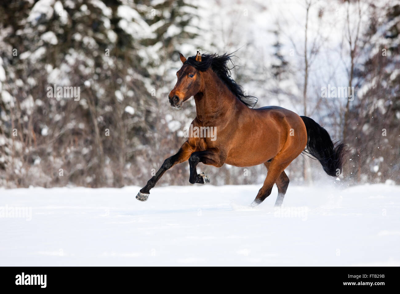 Cheval brun avant le galop dans la neige en hiver, Autriche Banque D'Images