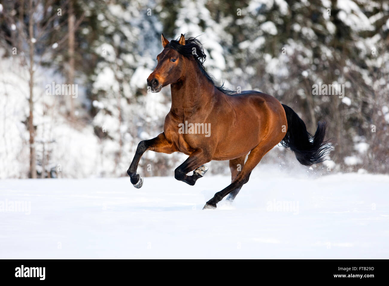 Cheval brun avant le galop dans la neige en hiver, Autriche Banque D'Images