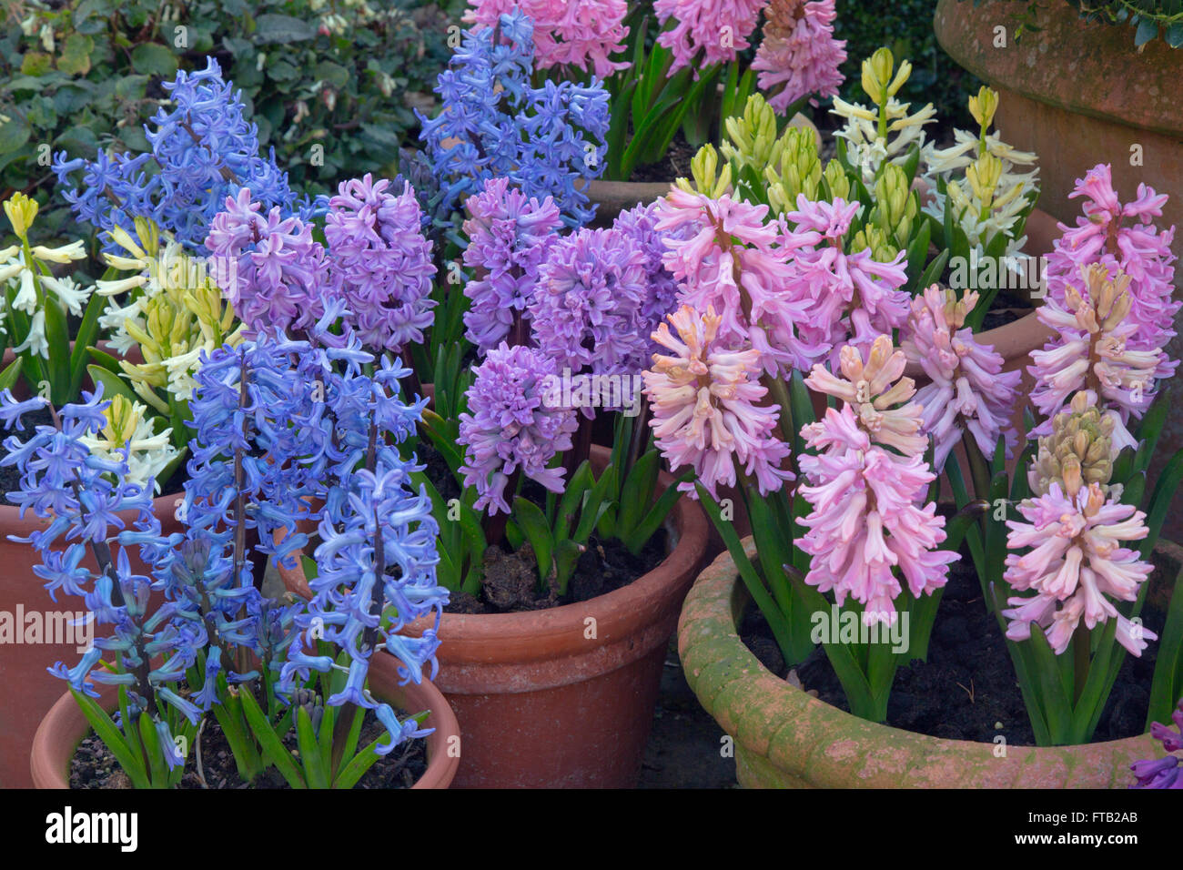 Les jacinthes en fleurs poussant dans des pots contenant Printemps Norfolk Banque D'Images