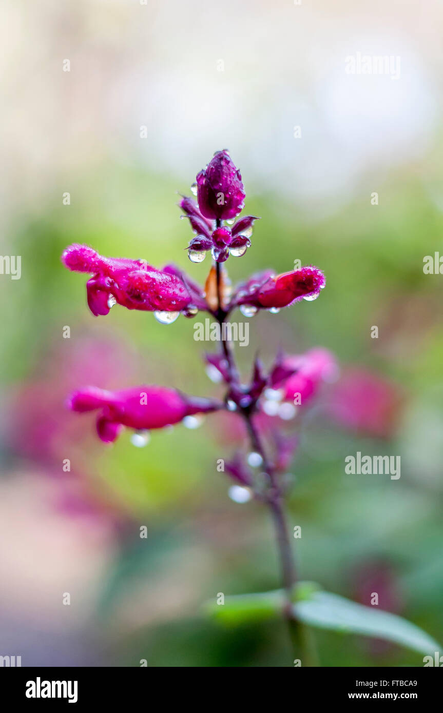 Rosebud rose foncé salvia dans la pluie, fleur gros plan abstrait de la salvia involucrata, gouttes de pluie sur les pétales, light green bokeh background Banque D'Images