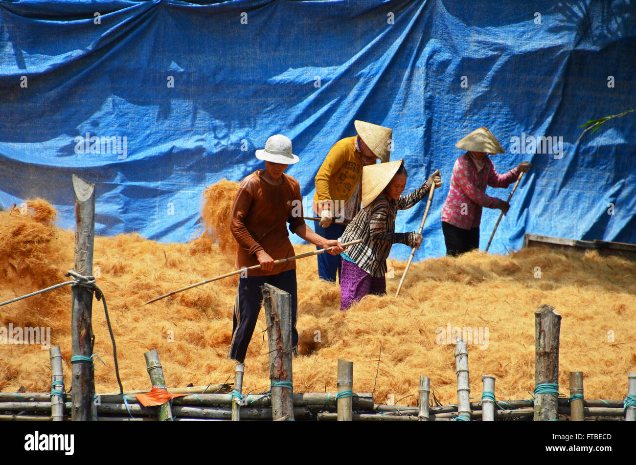 Plus de rake travailleurs coco, Delta du Mékong près de Ben Tre, Vietnam Banque D'Images