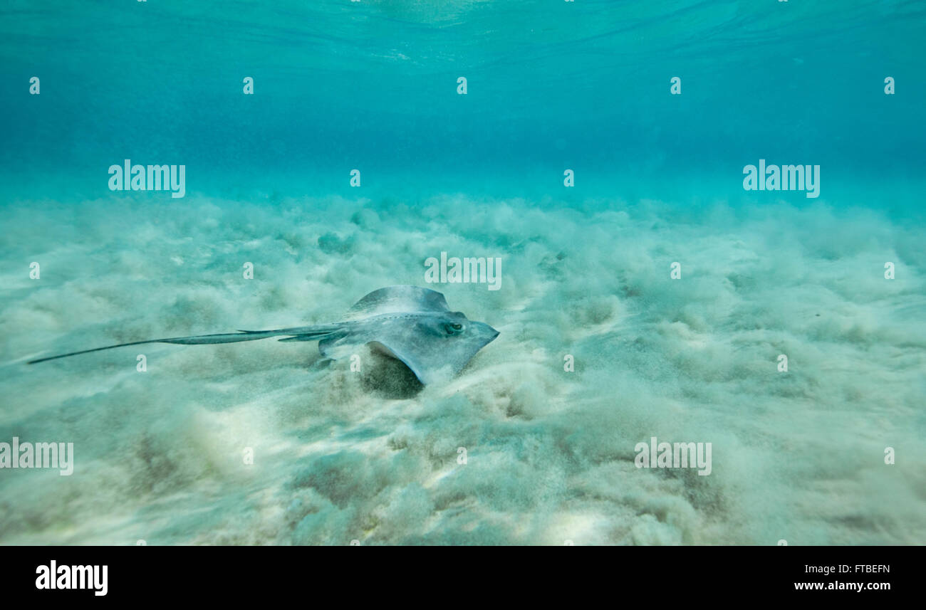 Le Sud du géant Stingray natation le long de la plage de fond avec les vagues des coups le sable Banque D'Images