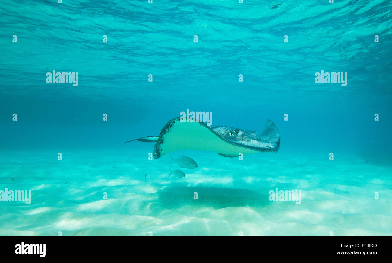 Le Sud du géant Stingray de natation avec deux poissons nager en dessous de la stingray dans son ombre Banque D'Images