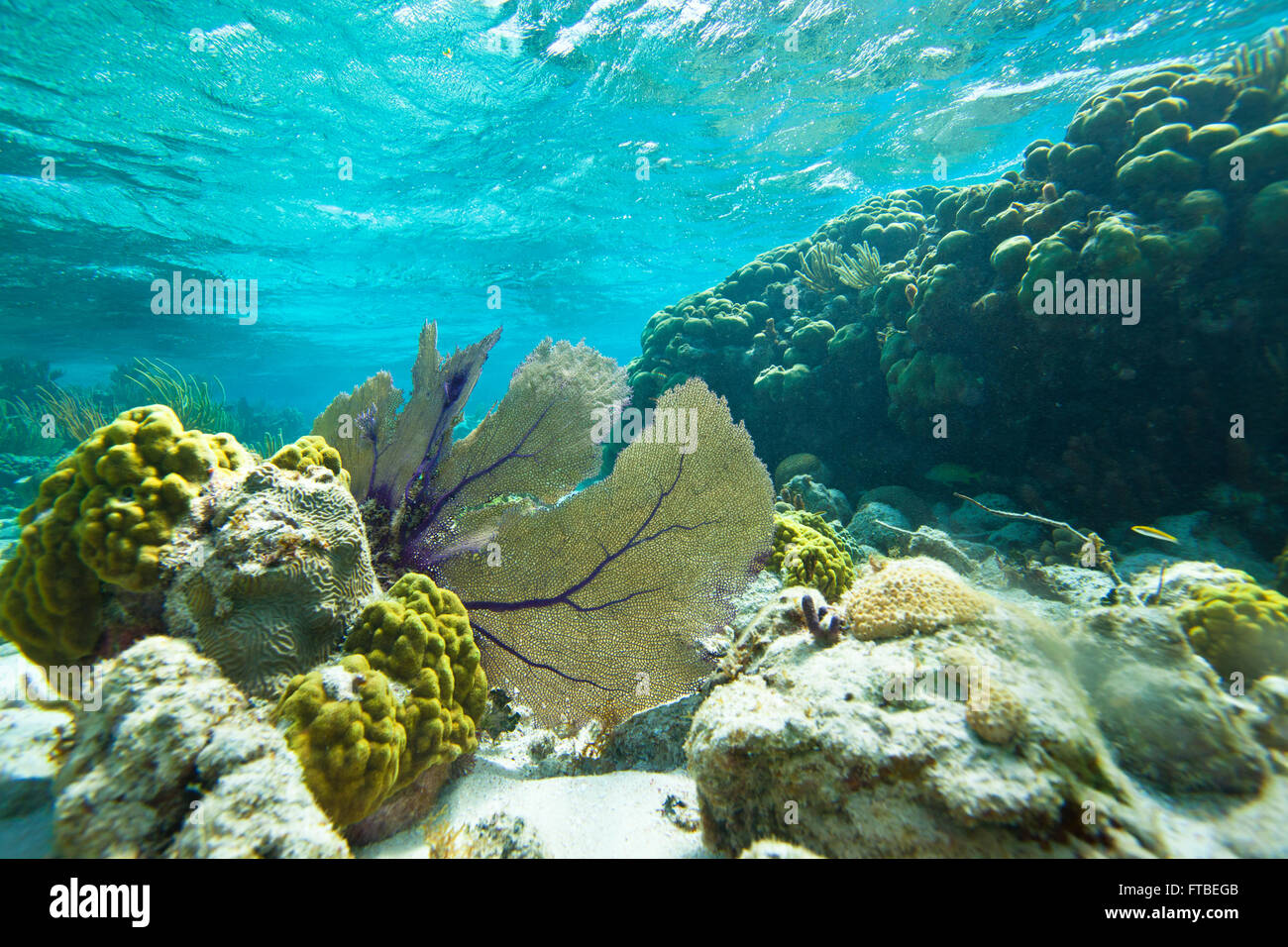 D'éventails de mer accroché à un corail cerveau tout près de la côte dans la mer des Caraïbes, Roatán, Honduras, Amérique Centrale Banque D'Images
