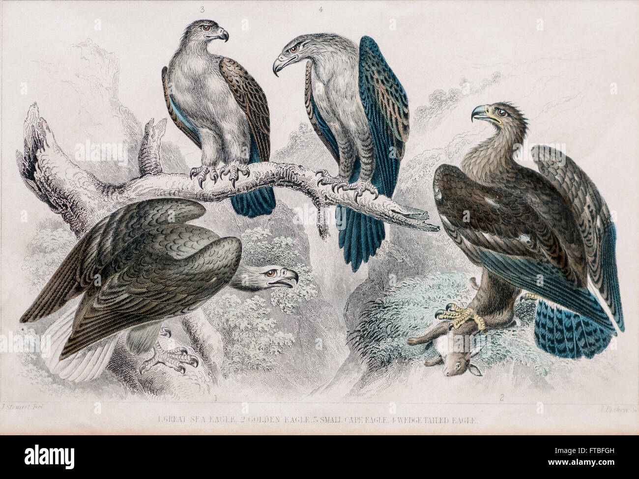 1866 oiseaux aigle orfèvre imprimer No2 (Great Sea Eagle, l'Aigle royal, le petit cap, Wedge Eagle Eagle Tail) colorié à la main engravin Banque D'Images