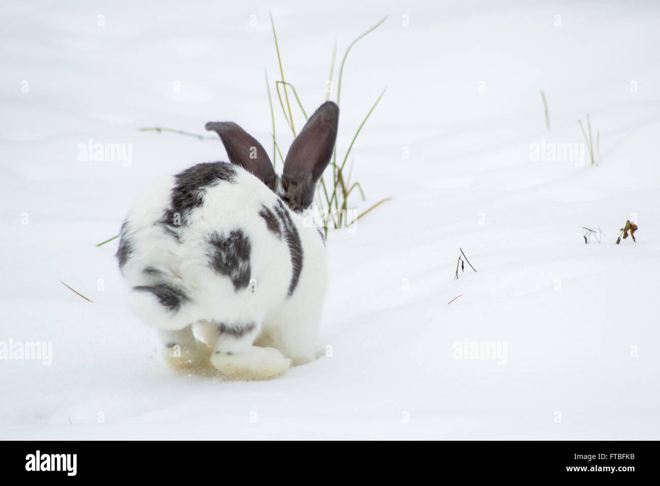 Bebe Lapin Trop Mignon Banque D Image Et Photos Alamy