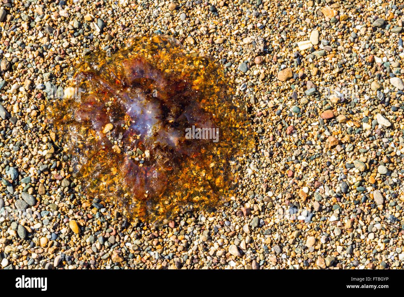 Jellie, méduses ou partie de l'embranchement des Cnidaires échoués sur une plage de galets. Banque D'Images