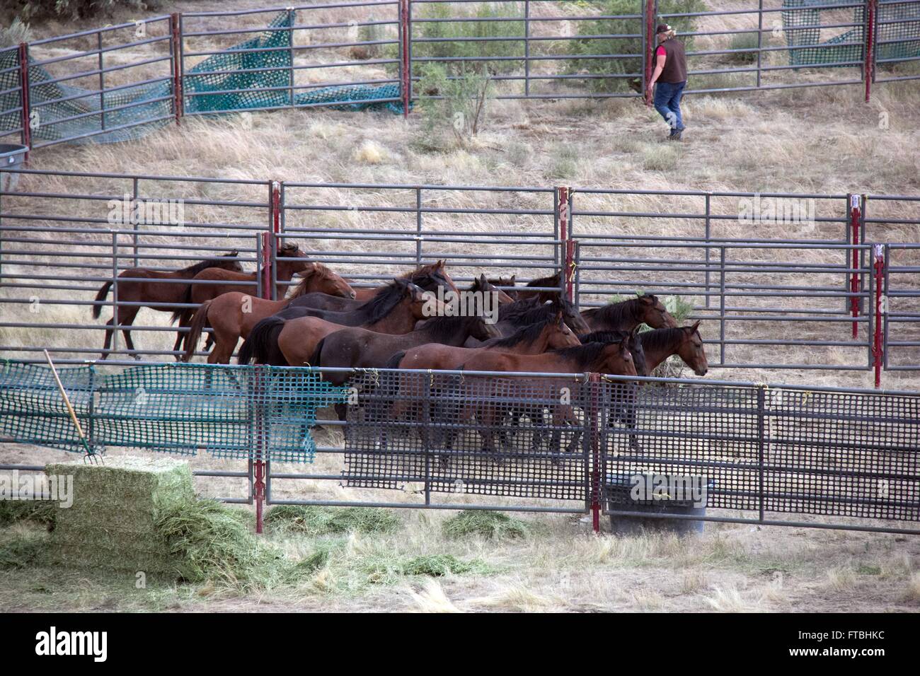 Chevaux sauvages de l'Ouest Douglas troupeau dans la rivière White zone de gestion des terres sont recueillies dans le cadre du Bureau du programme de gestion des terres pour réduire la taille de la population 16 septembre 2015 près de Meeker, Colorado. Banque D'Images