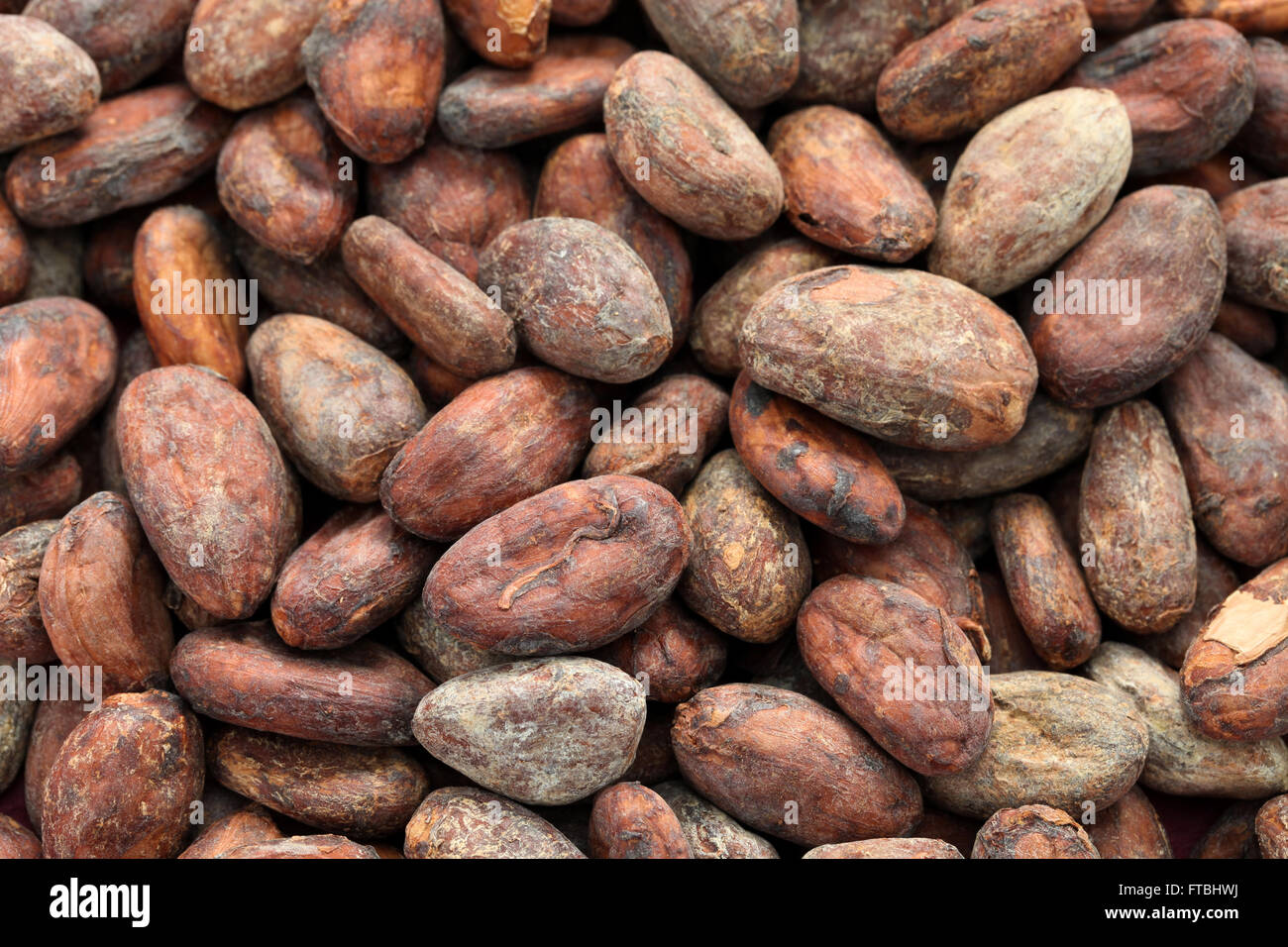 Les fèves de cacao cacao brut Banque D'Images