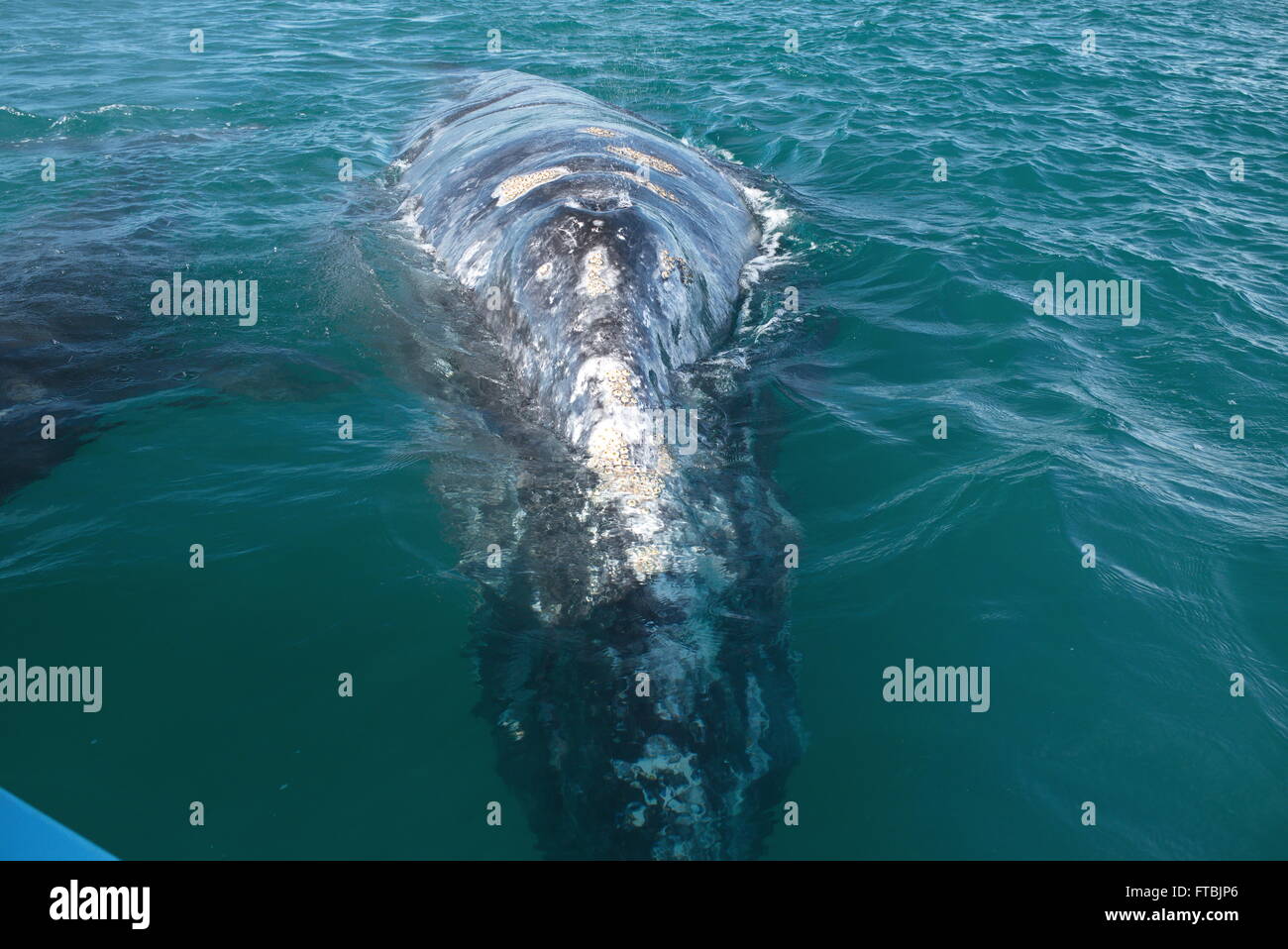 Approches de la baleine grise adultes côté de petit bateau d'interagir avec des gens. Un de quelques baleines grises accoutumés. Banque D'Images