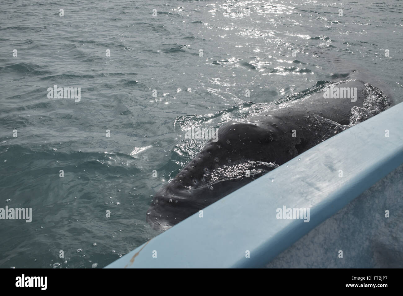 Bébé Baleine à boatside à San Ignacio Lagoon. Nom scientifique : Eschrichtius robustus. Banque D'Images