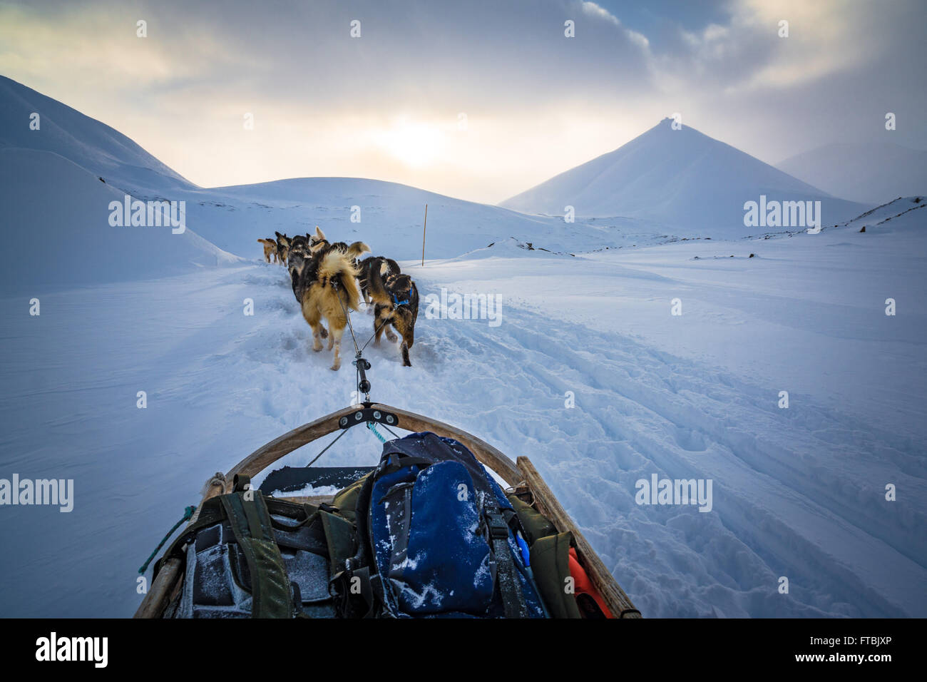 Les chiens de traineaux Scott Turnerbreen Glacier, près de Longyearbyen, Spitsbergen, Svalbard Banque D'Images