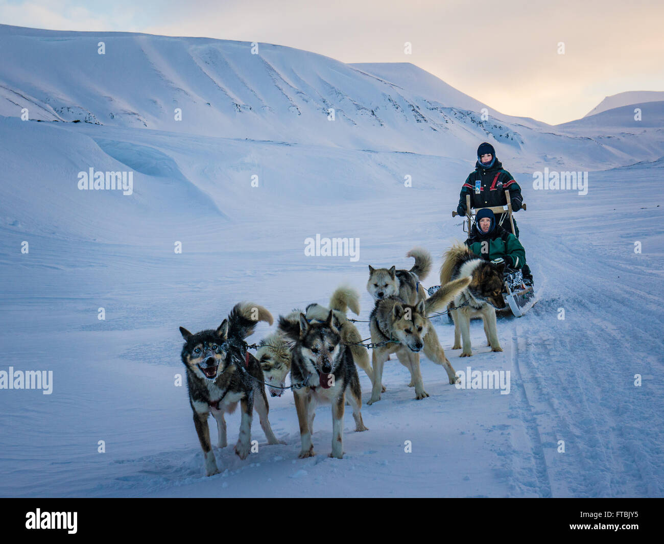 Les chiens de traineaux Scott Turnerbreen Glacier, près de Longyearbyen, Spitsbergen, Svalbard Banque D'Images