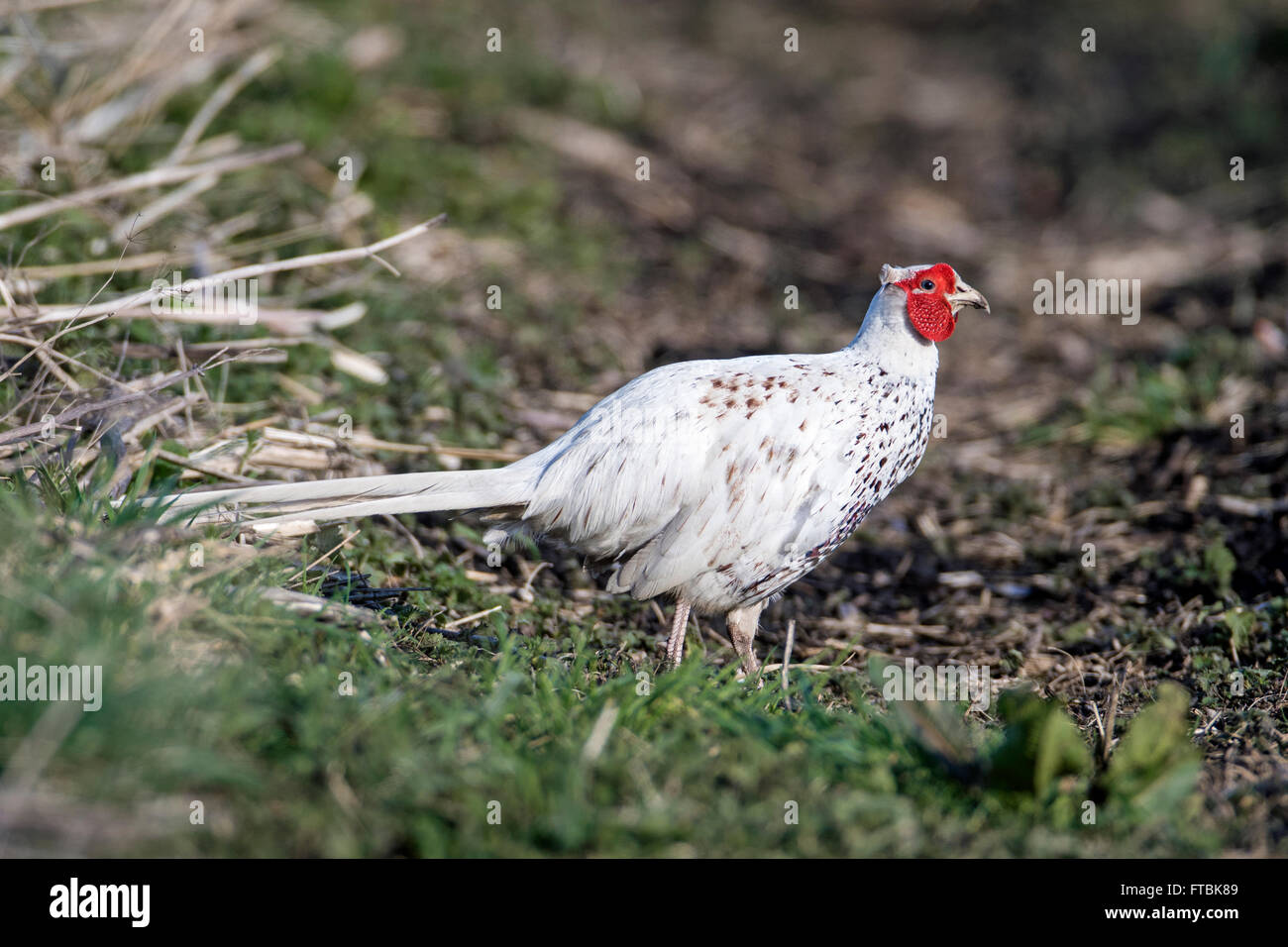 Homme de race blanche (Faisan de Colchide Phasianus colchicus), Cambridgeshire, Angleterre Banque D'Images
