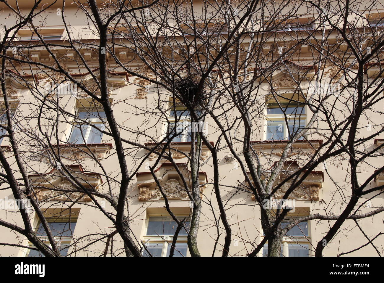 Un nid dans un arbre à Vinohrady, un quartier résidentiel de Prague, République Tchèque Banque D'Images