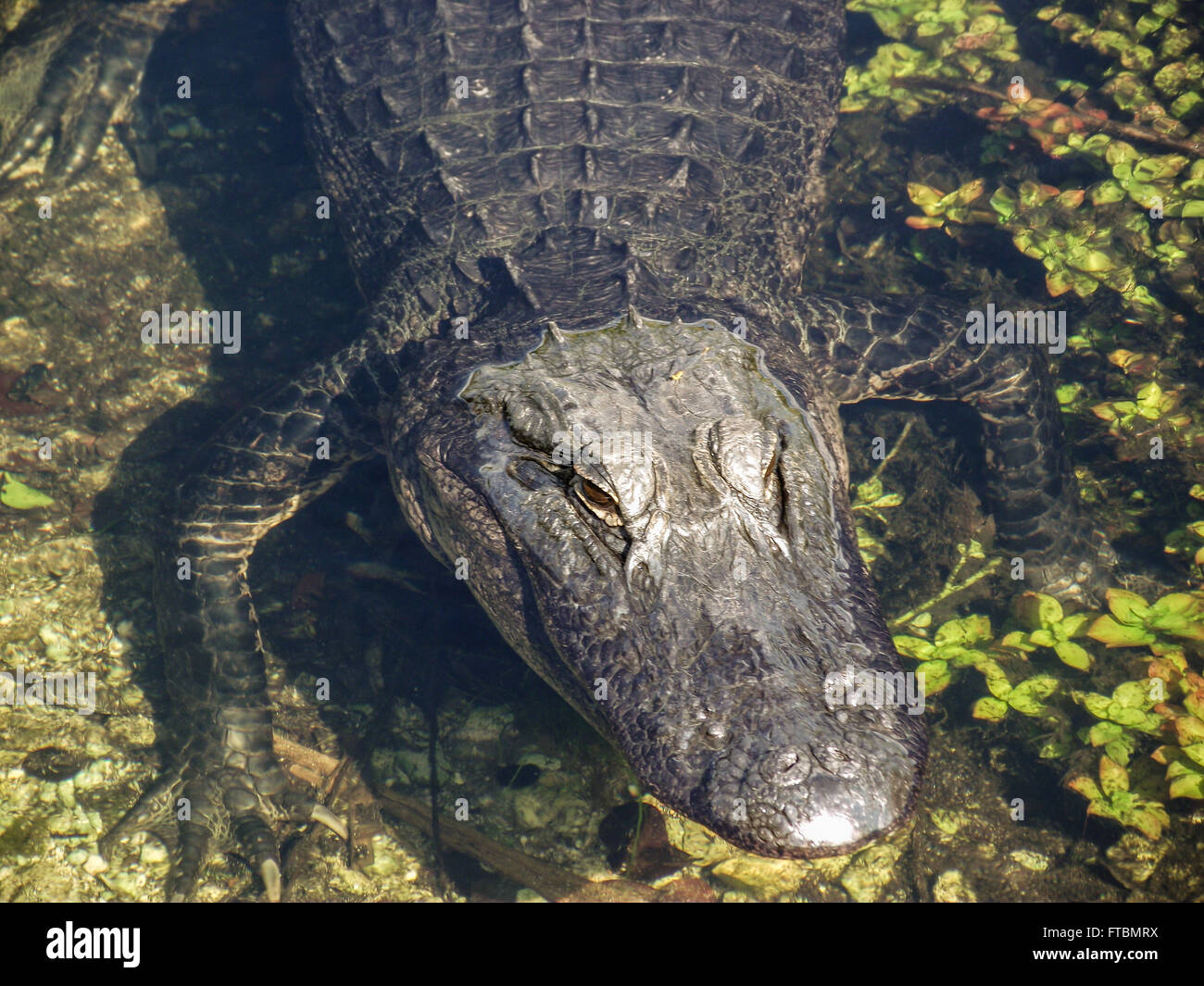 Un alligator qui rôdent à l'Everglades en Floride Banque D'Images