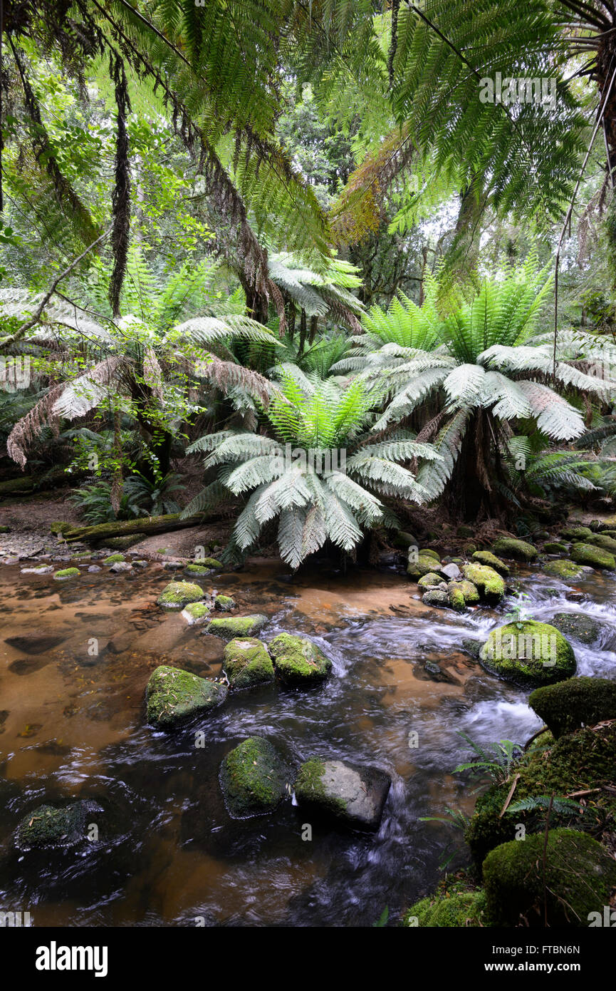 St Columba Falls, Tasmanie, Australie Banque D'Images
