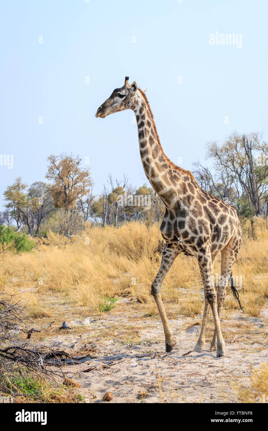 Le sud de Girafe (Giraffa camelopardalis) Balade en savane boisée : ciel bleu, Sandibe Camp, Okavango Delta, Botswana, du Kalahari, en Afrique australe Banque D'Images