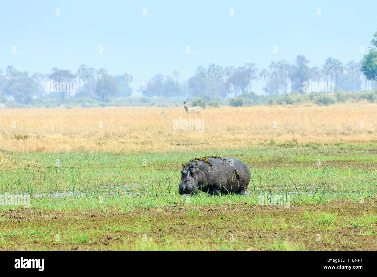 Hippopotame (Hippopotamus amphibius) sortant de l'eau avec cobes lechwes rouges, Moremi, Okavango Delta, Kalahari, Botswana, Afrique du Sud Banque D'Images