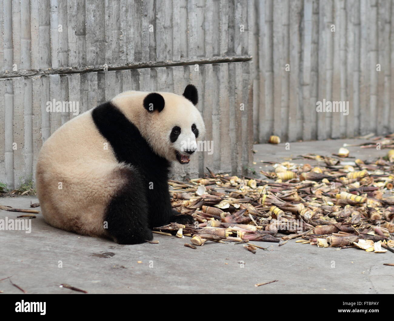Un panda géant mange des pousses de bambou, Banque D'Images