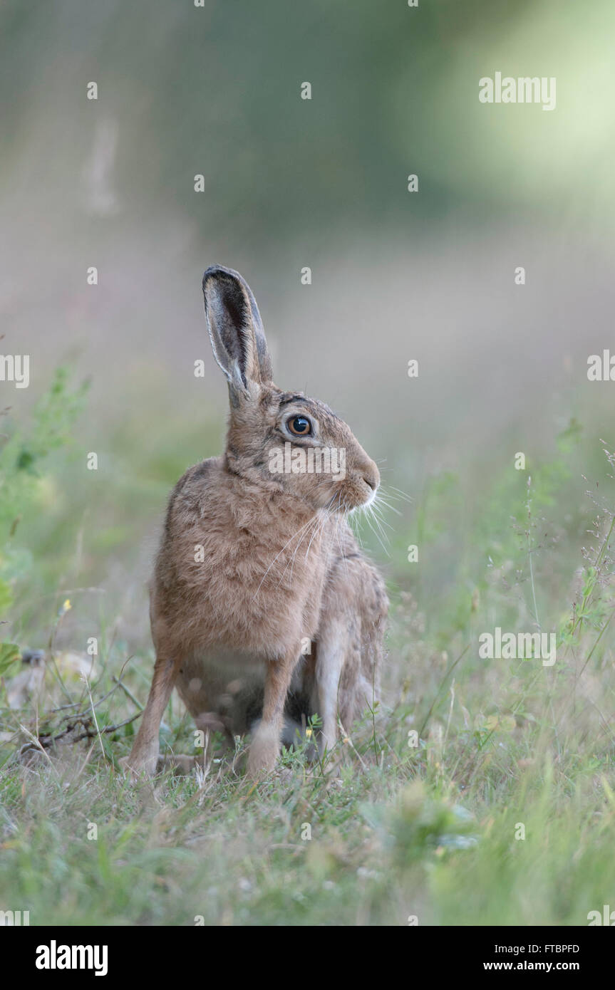 Lièvre brun (Lepus europaeus) Banque D'Images