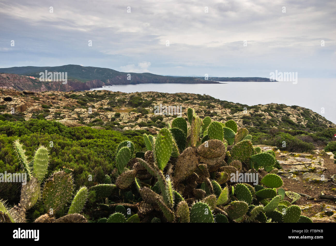 Des cactus à la côte ouest de l'île de San Pietro, en Sardaigne Banque D'Images