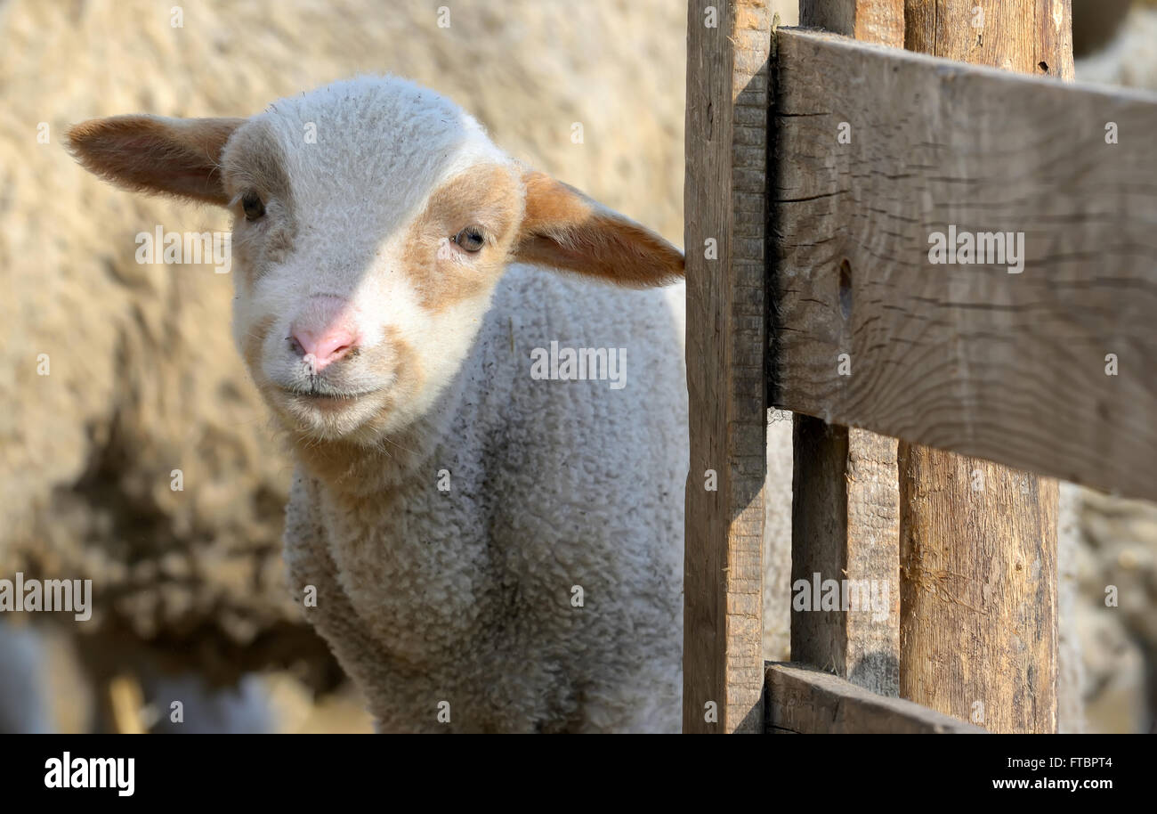 Agneau nouveau-né à la ferme dans le printemps ! Banque D'Images