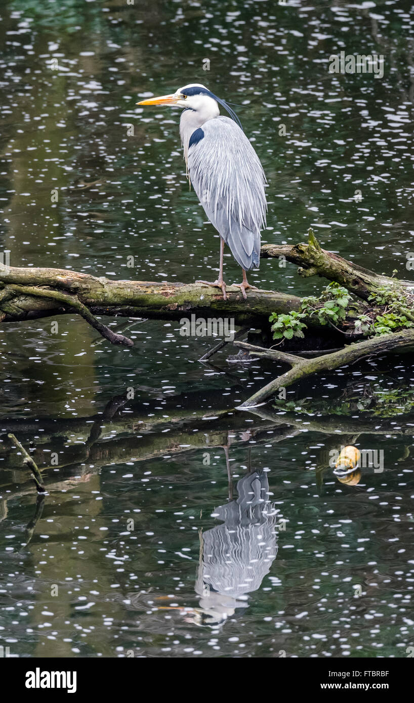 Héron cendré debout sur un arbre tombé dans un petit lac avec sa réflexion et une bouteille en plastique. Banque D'Images