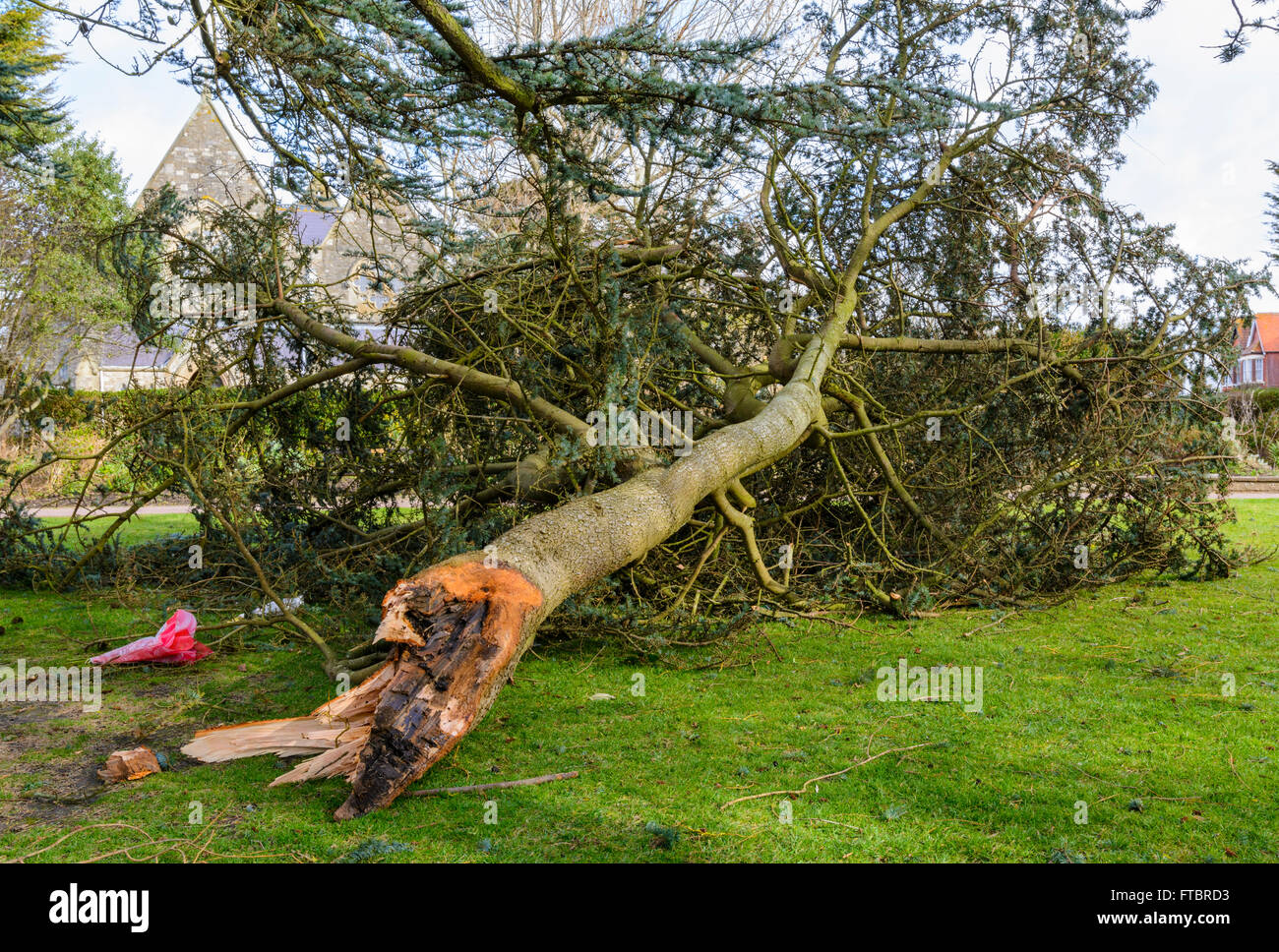 Arbre endommagé. Branche d'un arbre cassé du tronc principal pendant l'gales dans le West Sussex, Angleterre, Royaume-Uni. Banque D'Images