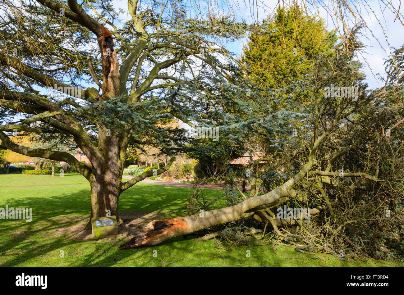 Branche d'un arbre cassé du tronc principal pendant l'gales dans le West Sussex, Angleterre, Royaume-Uni. Banque D'Images